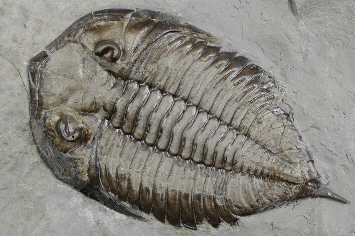 Dalmanites Trilobite Fossil - New York #357147